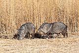 Javelina Bosque New Mexico Dec 2021